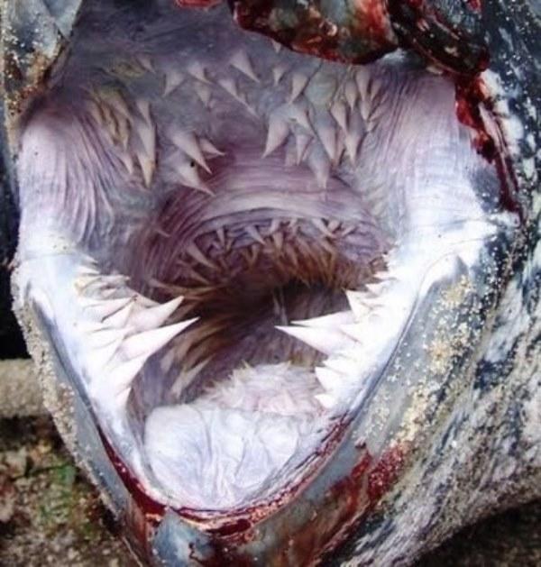 A boca da maior tartaruga do planeta é um pesadelo assustador