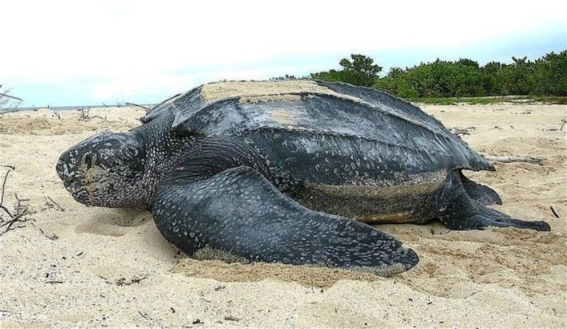 A boca da maior tartaruga do planeta é um pesadelo assustador