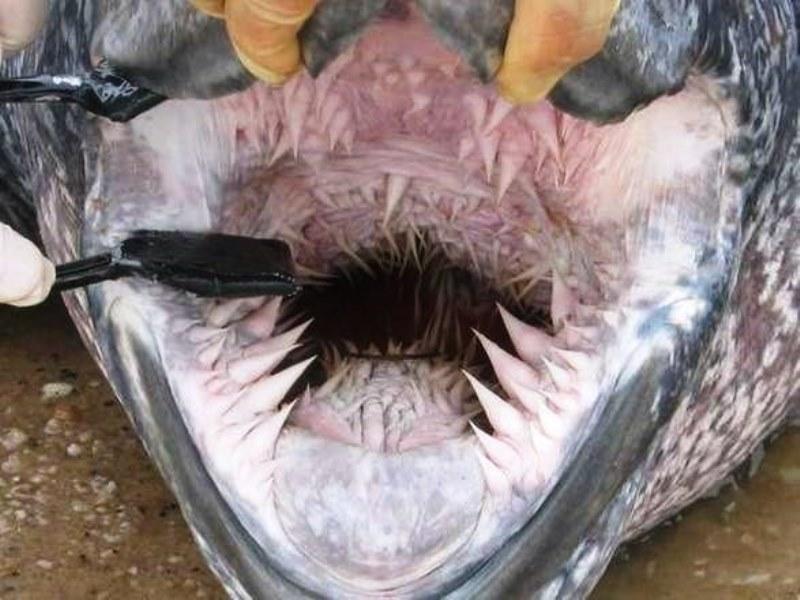 A boca da maior tartaruga do planeta é um pesadelo assustador