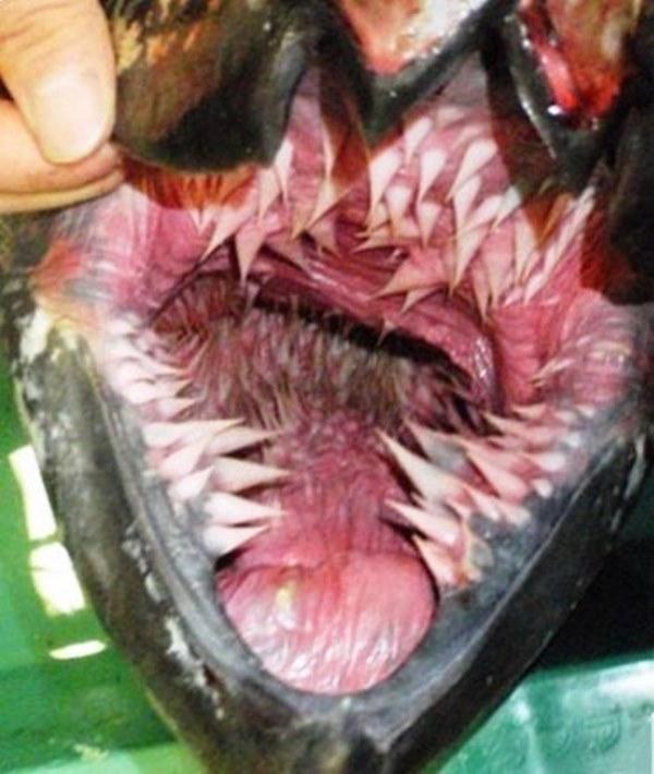 A boca da maior tartaruga do planeta é um pesadelo assustador