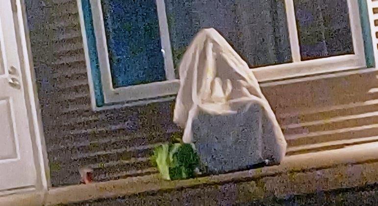 Bêbado se esconde sob cobertor para escapar da polícia (e falha)