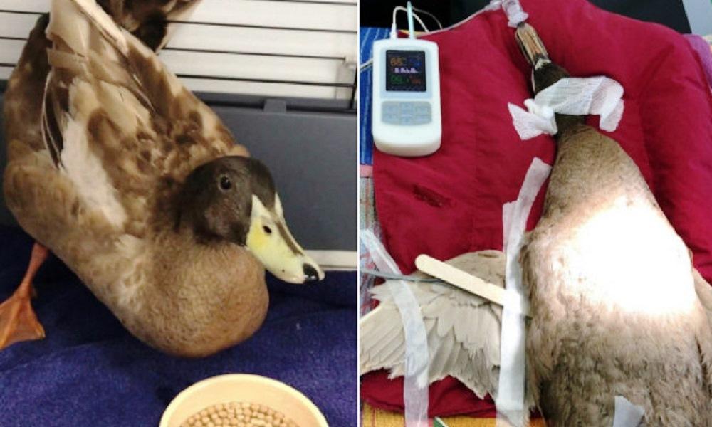 Pato tem pênis removido após acasalar até dez vezes por dia
