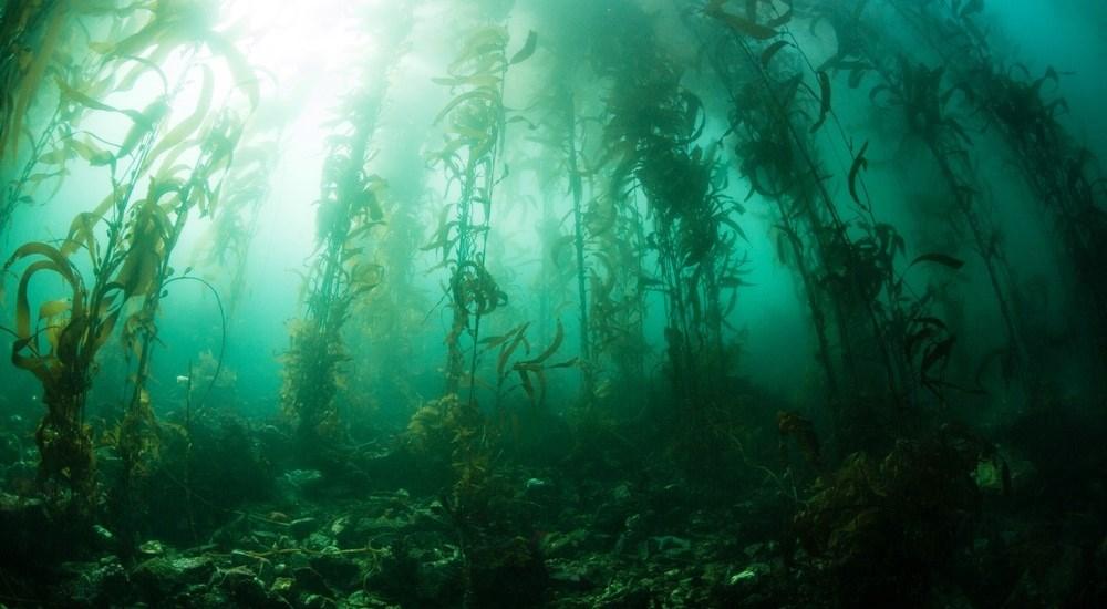 Fundo dos oceanos contêm açúcar equivalente a 32 bilhões de latas de Coca-Cola
