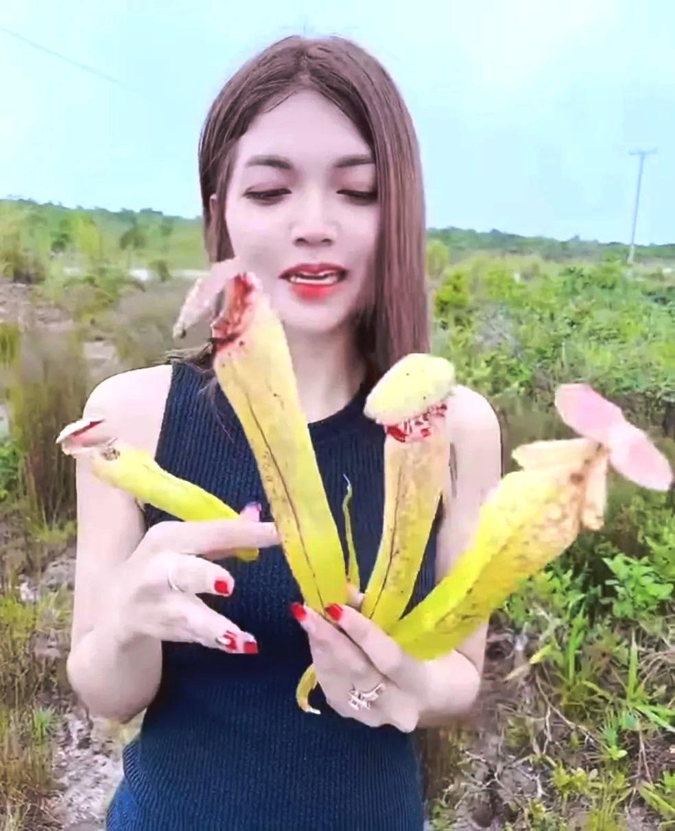 Camboja pede que turistas parem de colher 'planta pênis' para fazer fotos