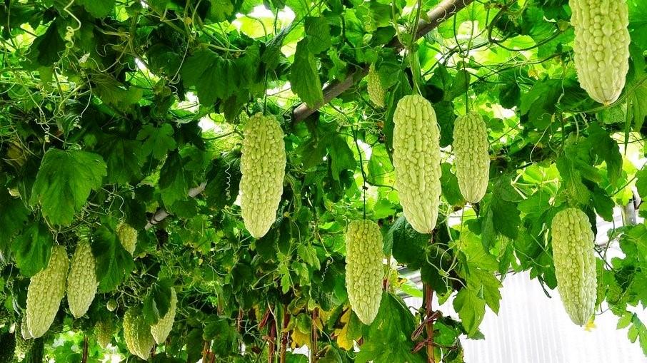 Melão São Caetano: A verdade sobre a fruta ‘matadora’ do diabetes