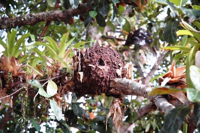 Biólogo descobre rede nacional de tráfico de abelhas com valores que chegam a R$ 5 mil