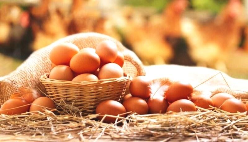 7 tipos de alimentos ricos em proteínas