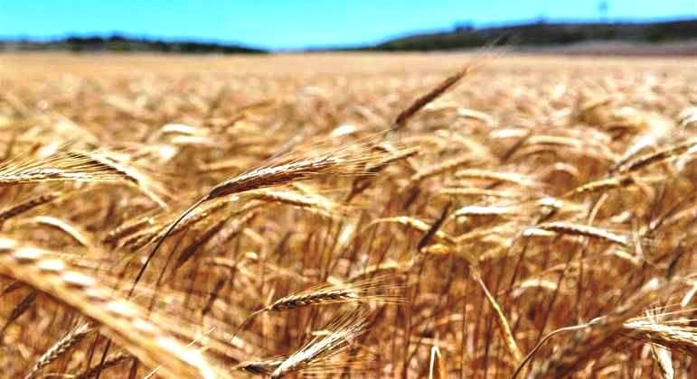Itália adverte que ‘a guerra mundial do pão já começou’ por conta do conflito na Ucrânia