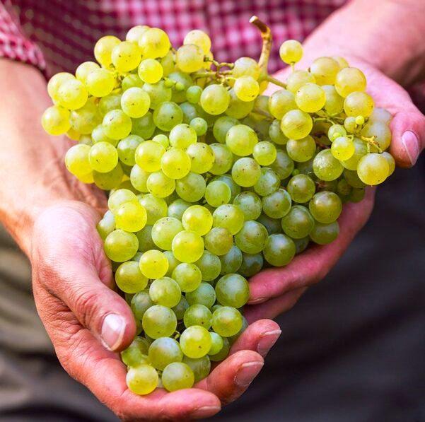 Santa Teresa é o maio produtor de uvas e vinho do Espírito Santo