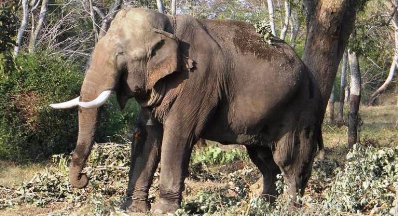 Ódio animal: elefante mata idosa, foi ao funeral e pisoteia o cadáver dela