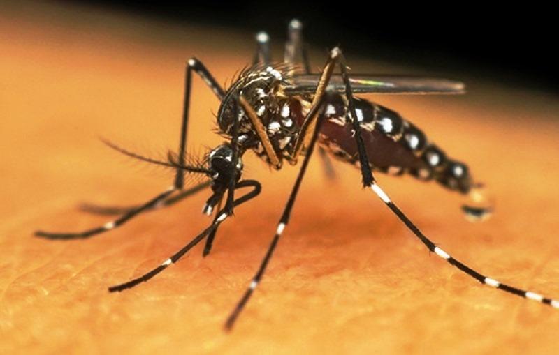 Brasil ultrapassa 500 mortes por dengue em 2022, mais que o dobro de 2021