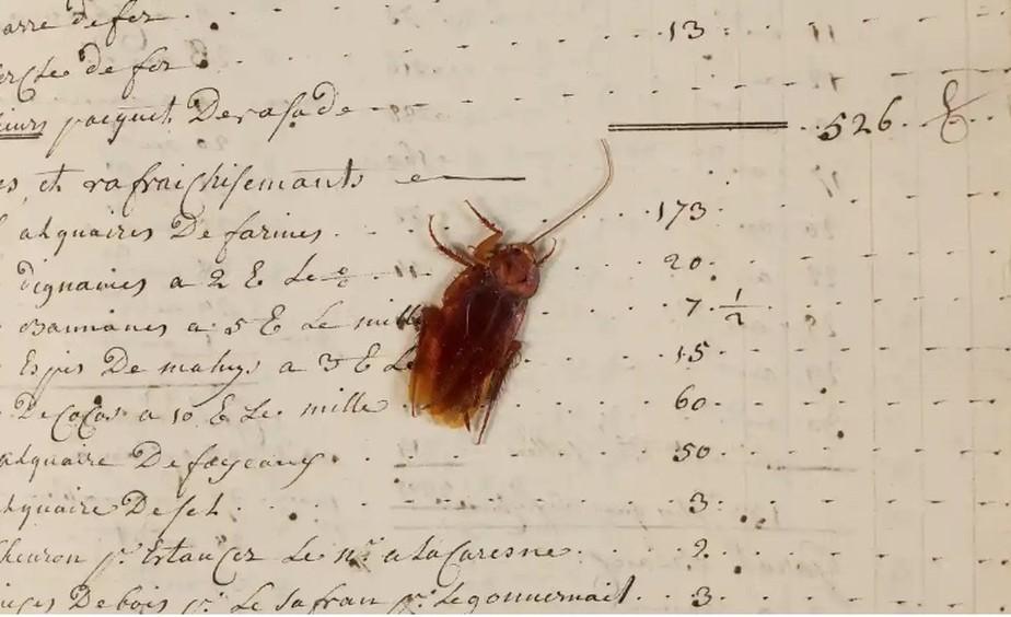 Barata do século XVIII é encontrada dentro de livro