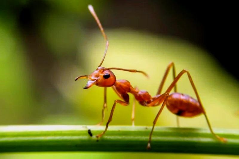 Formiga-drácula: Conheça a mandíbula mais perigosa do reino animal