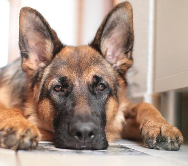 Mulher entra na Justiça e exige que o ex-companheiro pague pensão para os cães