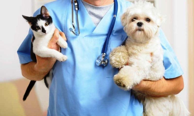 MSD lança pesquisa para entender o cenário da saúde mental dos médicos-veterinários