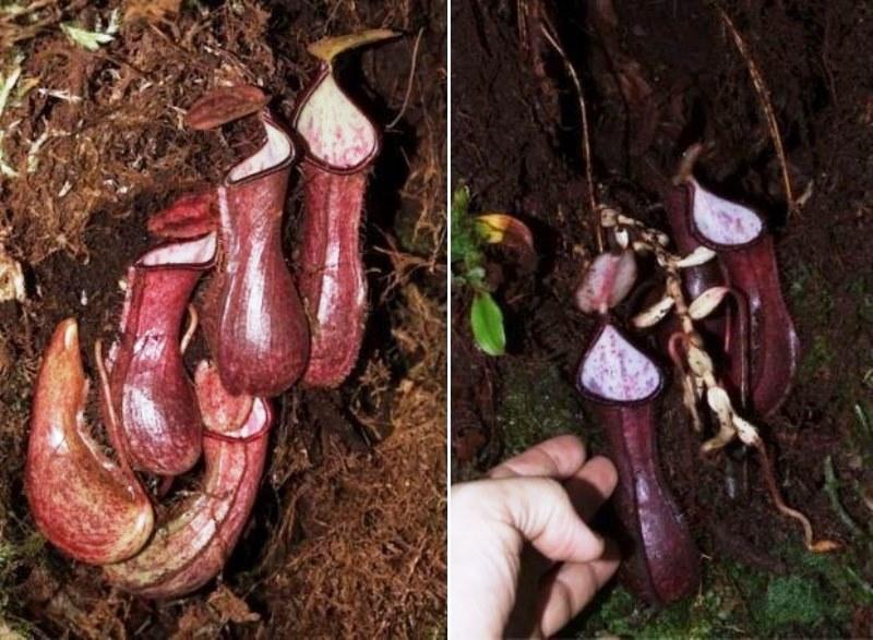 ‘Planta pênis carnívora’ que captura presas no subsolo é descoberta por pesquisadores