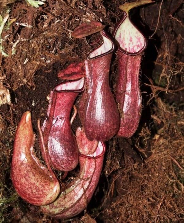 ‘Planta pênis carnívora’ que captura presas no subsolo é descoberta por pesquisadores