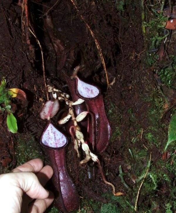 ‘Planta pênis carnívora’ que captura presas no subsolo é descoberta por pesquisadores