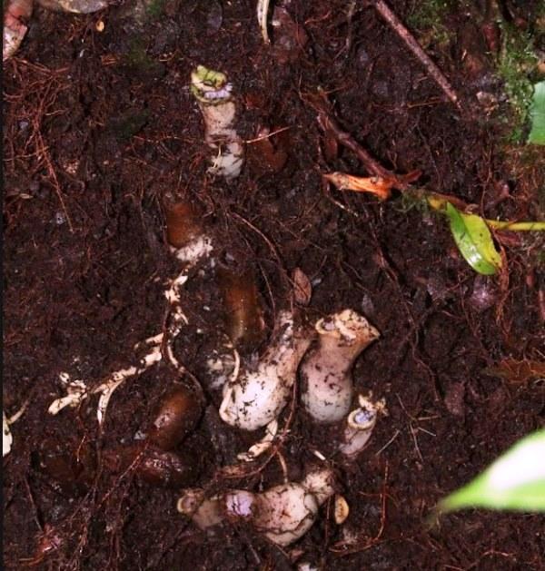 ‘Planta pênis carnívora’ que captura presas no subsolo é descoberta por pesquisadores