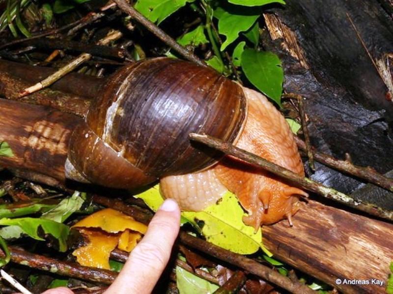 Cidade fica de quarentena após invasão de caramujo-gigante-africano do tamanho de ratazanas