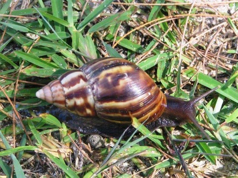 Cidade fica de quarentena após invasão de caramujo-gigante-africano do tamanho de ratazanas