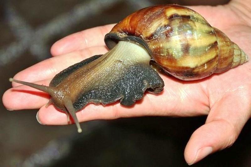 Cidade fica de quarentena após invasão de caramujo-gigante-africano do tamanho de ratazanas
