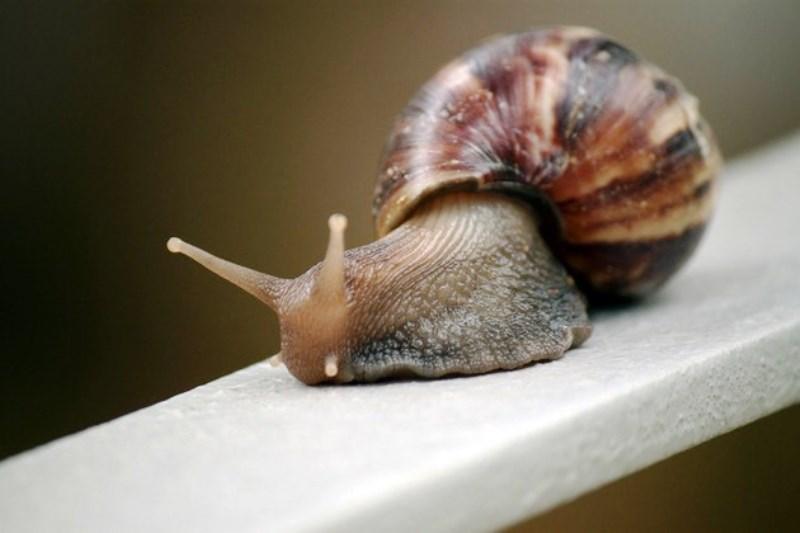 Cidade fica de quarentena após invasão de caramujo-gigante-africano do tamanho de ratazanas