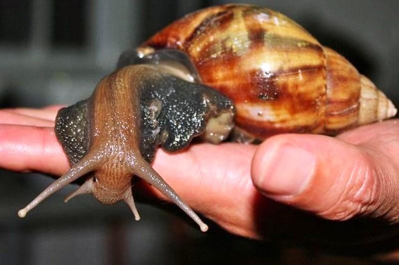 Cidade fica de quarentena após invasão de caramujo-gigante-africano do tamanho de ratazanas