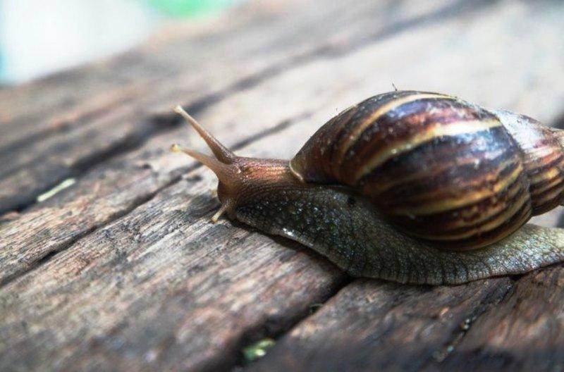 Cidade fica de quarentena após invasão de caramujo-gigante-africano do tamanho de ratazanas