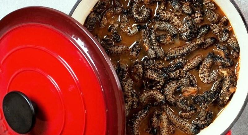Empresa sul-africana quer transformar lagarta mopane em prato saboroso e nutritivo