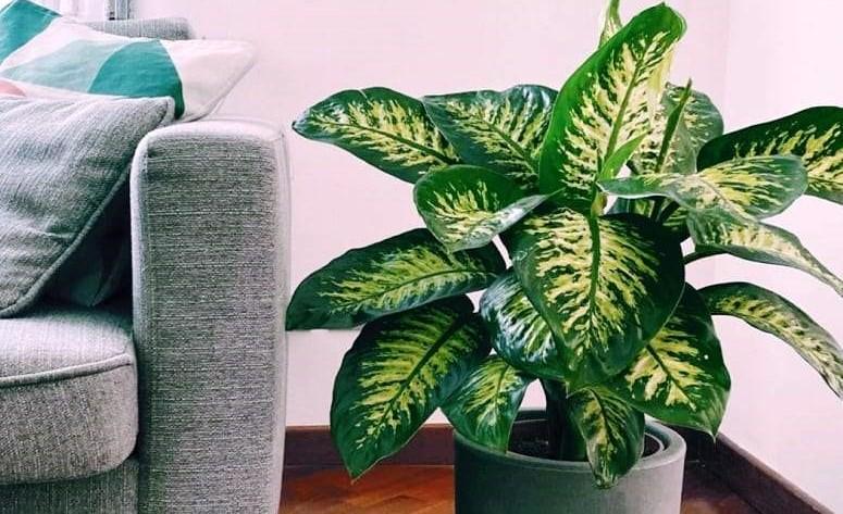 Menino de 2 anos é internado em UTI no Sul do ES após comer planta venenosa