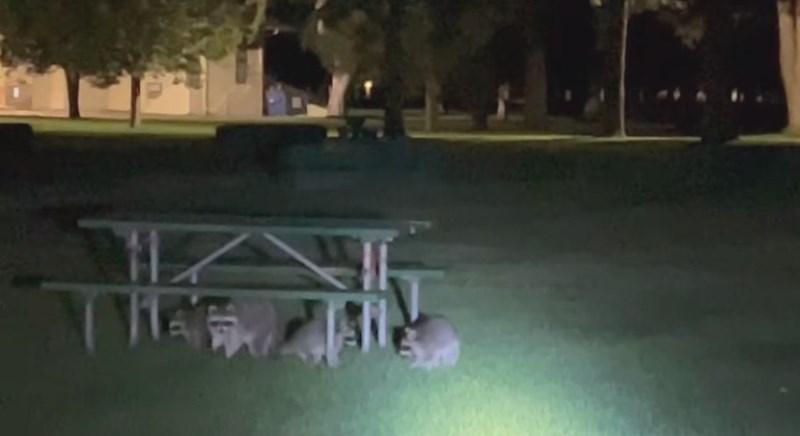 Policial ‘enquadra’ guaxinins suspeitos que não respeitaram toque de recolher de parque