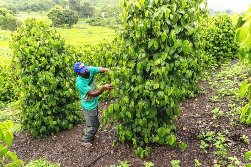 Famílias recebem apoio para ampliar produção de café e pimenta-do-reino, no ES