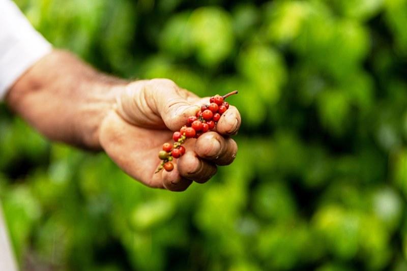 Famílias recebem apoio para ampliar produção de café e pimenta-do-reino, no ES