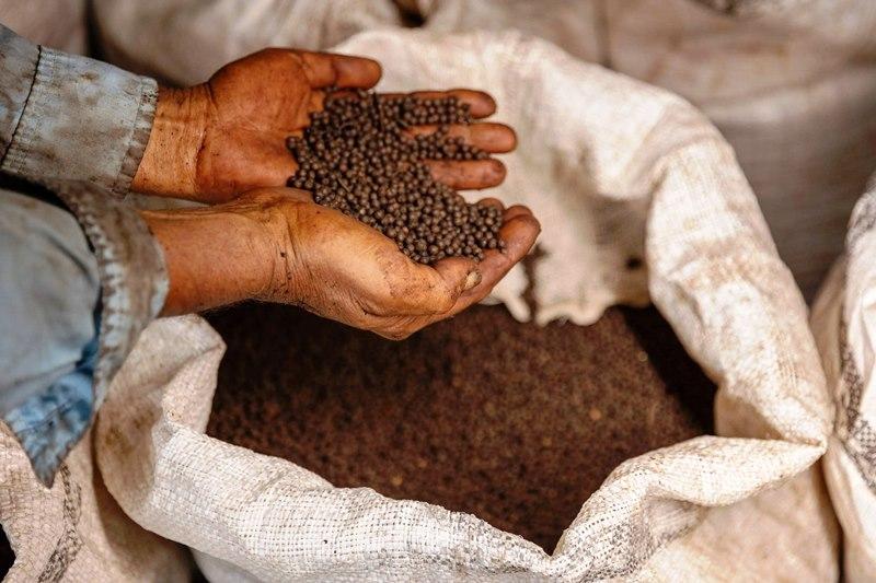 Famílias recebem apoio para ampliar produção de café e pimenta-do-reino, no ES