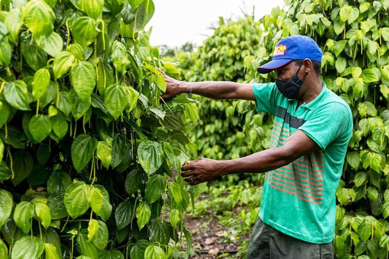 Famílias recebem apoio para ampliar produção de café e pimenta-do-reino, no ES