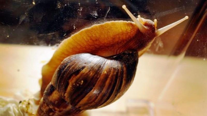 ‘Não toque nem coma’: o alerta das autoridades nos EUA sobre perigoso caramujo gigante