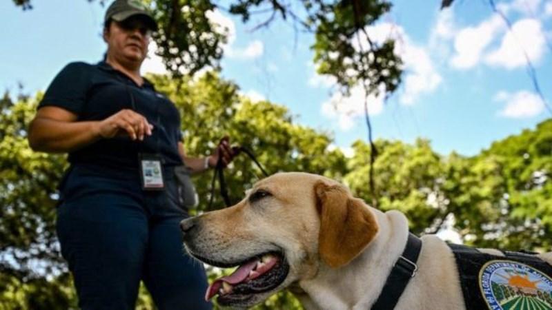 ‘Não toque nem coma’: o alerta das autoridades nos EUA sobre perigoso caramujo gigante