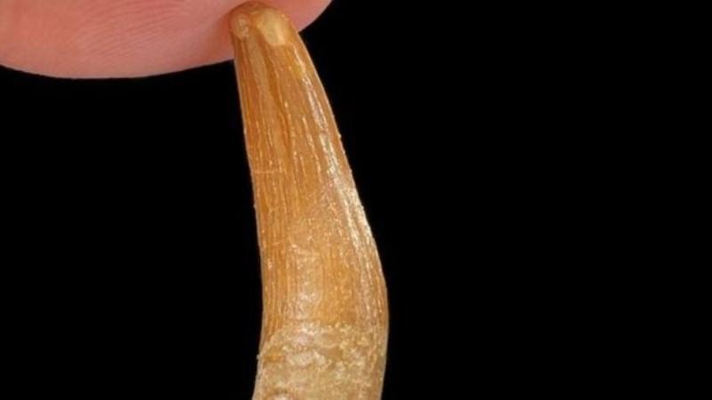 Monstro do Lago Ness: Estudos indicam que mito pode ser plausível