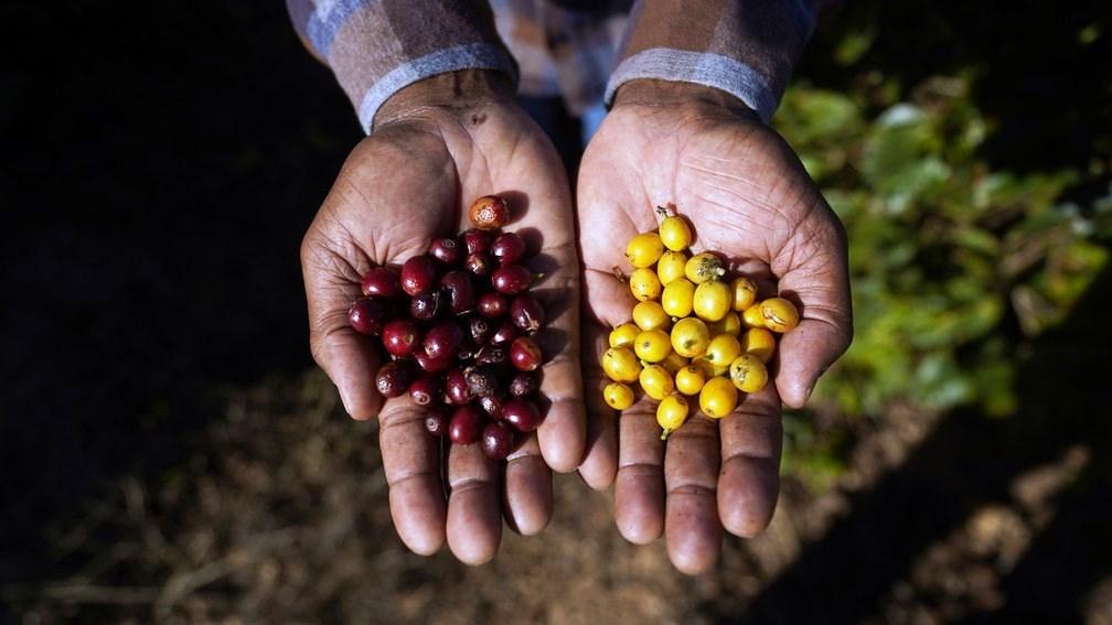 Agricultor compra fazenda que trabalhou na infância e muda vida da família com café especial