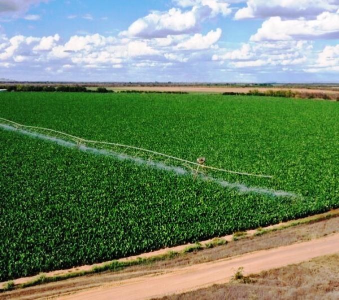 Conheça a trajetória dos irmãos capixabas que se tornaram os maiores produtores de inhame do Brasil