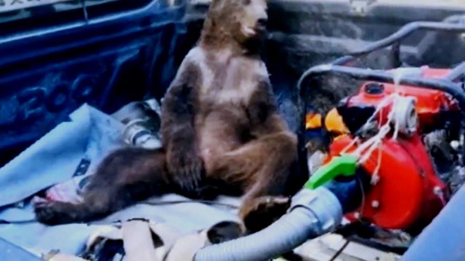 Urso come mel alucinógeno fica ‘doidão’ e precisa ser resgatado