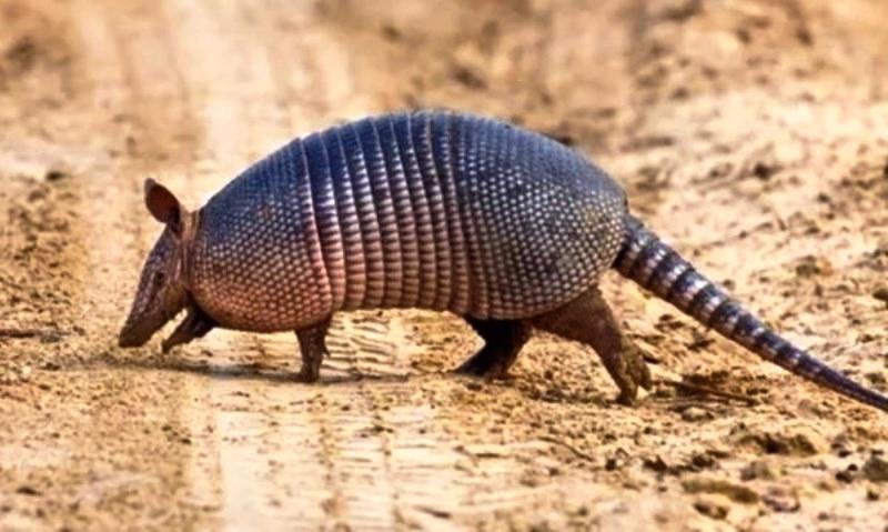 Jovem morre de “doença do tatu” no Piauí; amigo está em estado grave