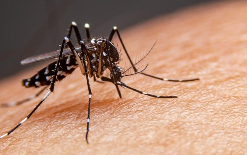 Dengue: Casos e mortes disparam no Brasil; mudança climática faz vírus circular