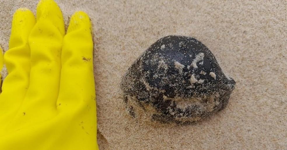 Óleo nas praias: ‘Bolotas’ de óleo são achadas em praias de Pernambuco