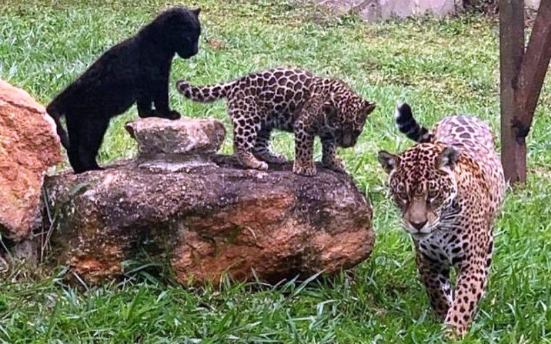 Bióloga é socorrida em estado grave após ser atacada por onça em zoológico do ES