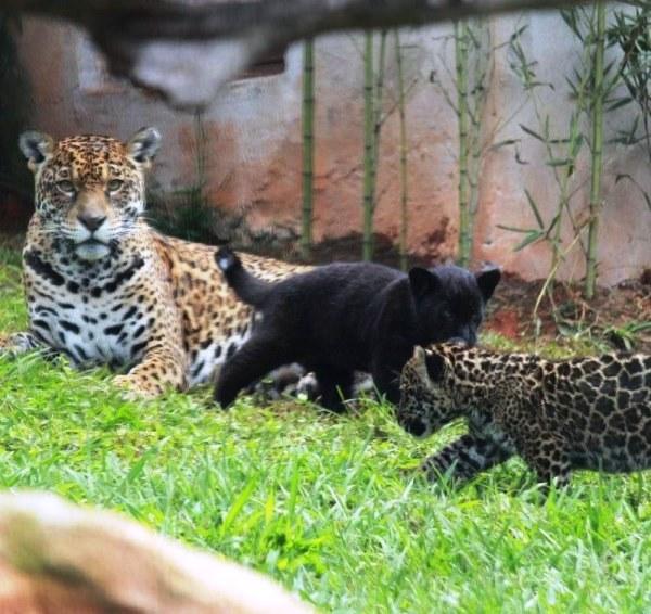 Bióloga é socorrida em estado grave após ser atacada por onça em zoológico do ES