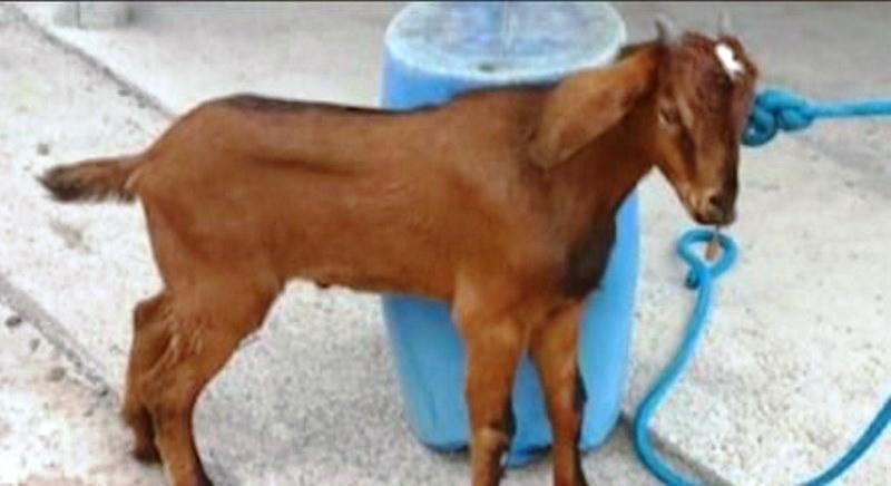 Bode é encontrado com a boca costurada e cadeado preso ao fio