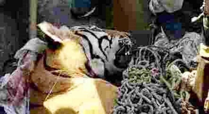 Tigre ‘devorador de homens’ é abatido na Índia