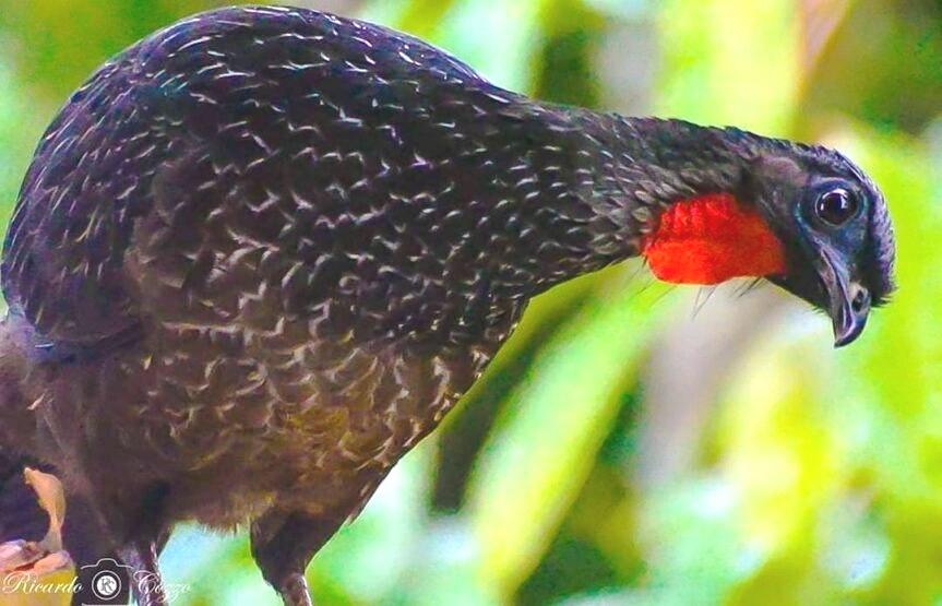 Café produzido no Espírito Santo é um dos mais raros e caros do mundo